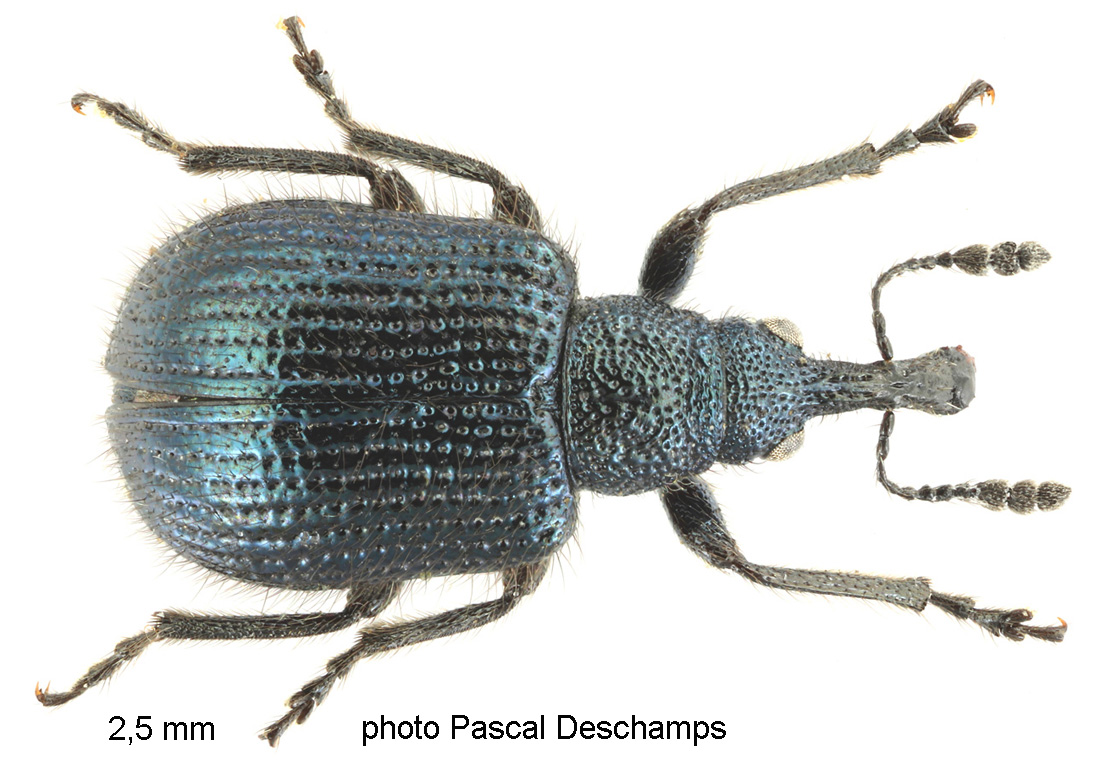 Neocoenorrhinus pauxillus (Germar, 1823)